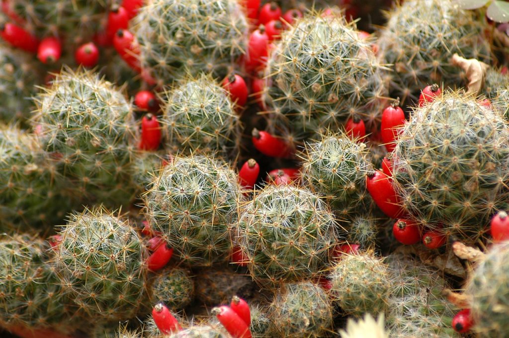 kaktusy | szklarnie przydomowe